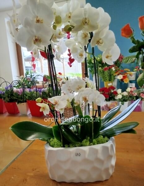 Composizione orchidee ovale