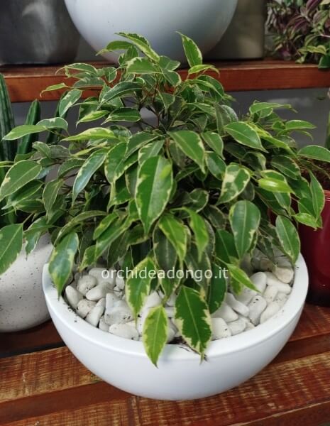 Ficus benjamino nano